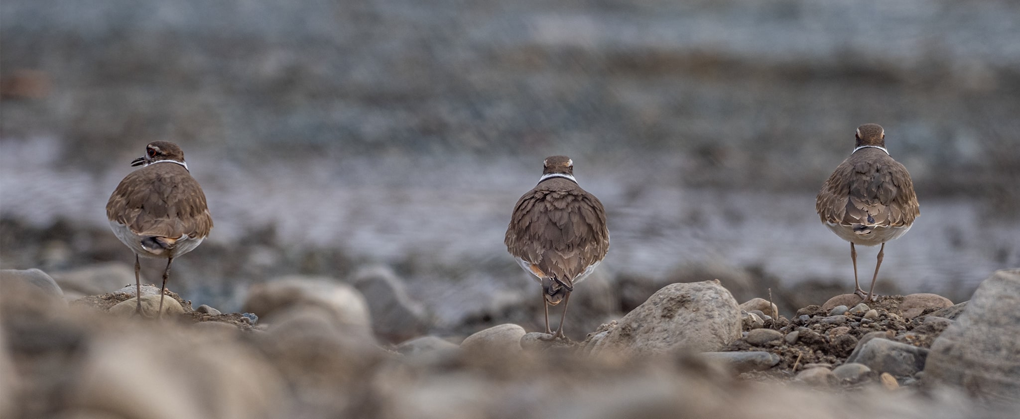 Trio of Kildeer